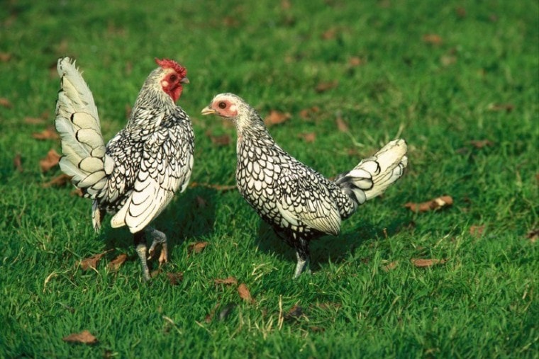 Hen and Cockerel Sebright