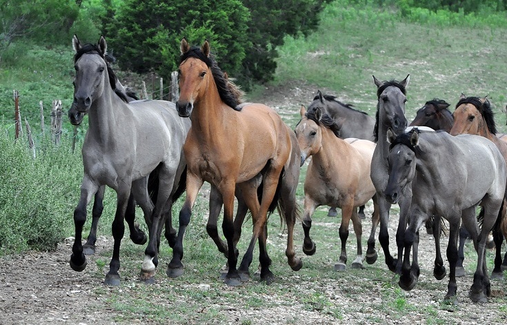 Herd of Kiger Mustangs