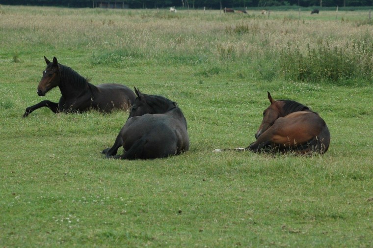 Horses sleeping