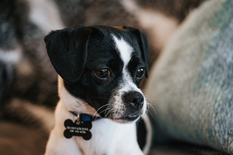 Jack Chi (Jack Russel Terrier & Chihuahua Mix) - Pet Keen