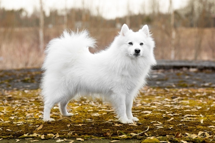 Japanese Spitz: Complete Guide, Info, Pictures, Care & More! | Pet Keen
