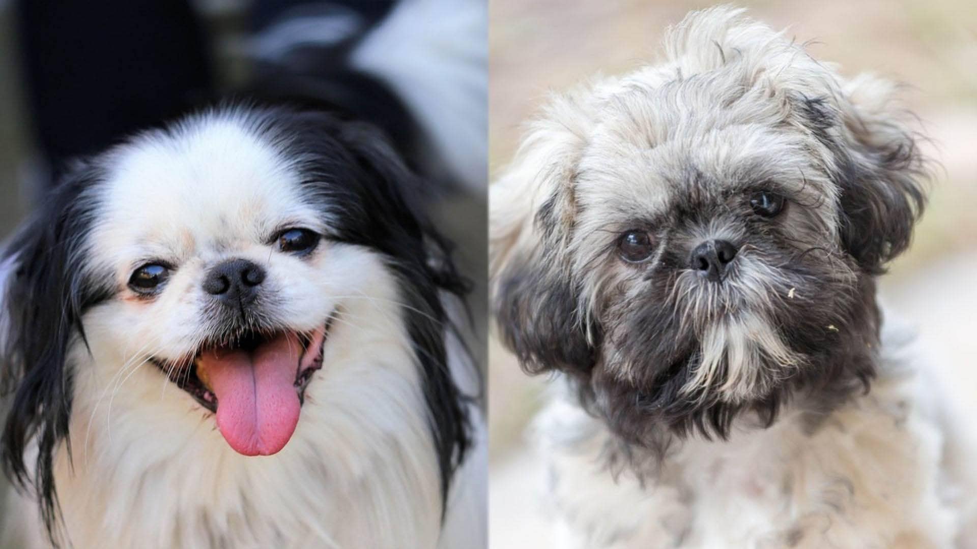 Jatzu Shih Tzu Japanese Chin Mix Complete Guide Info Pictures Care More Pet Keen