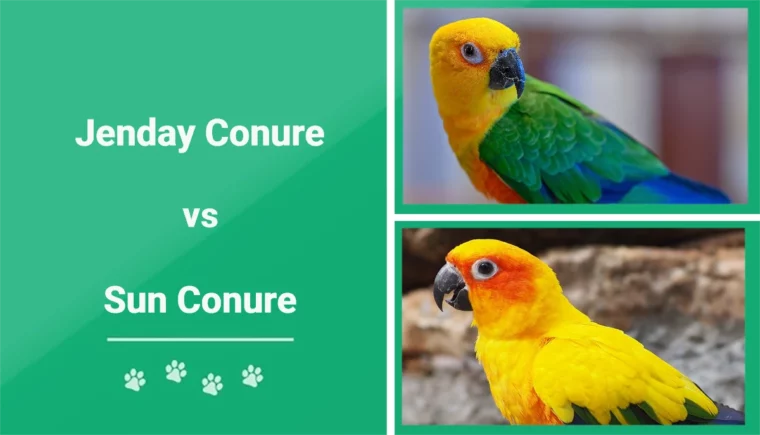 Jenday vs Sun Conure - Featured Image