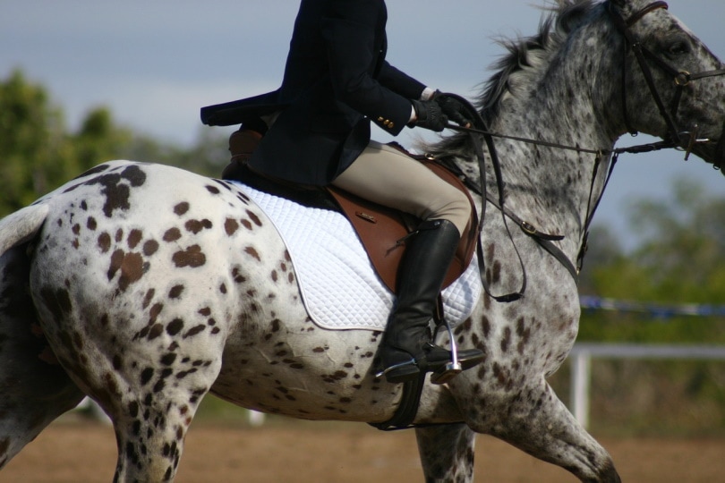 Jock riding an Appaloosa horse