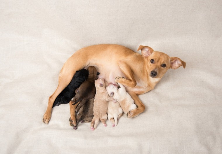 Litter-of-Small-Breed-Newborn-Puppies-Nursing-on-Their-Mom_anna-hoychuk_shutterstock