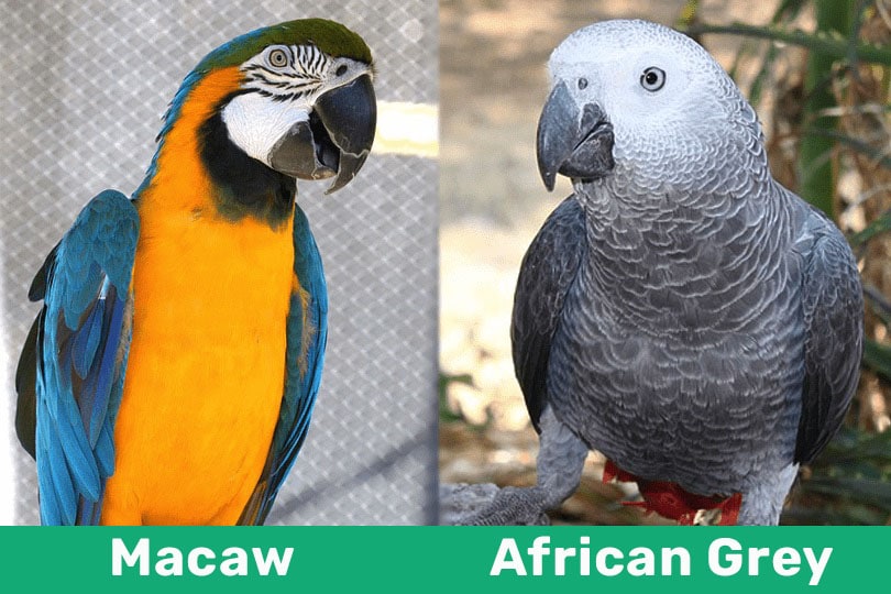 Macaw-VS-African-Grey comparison
