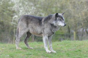 wolf wolves ulli