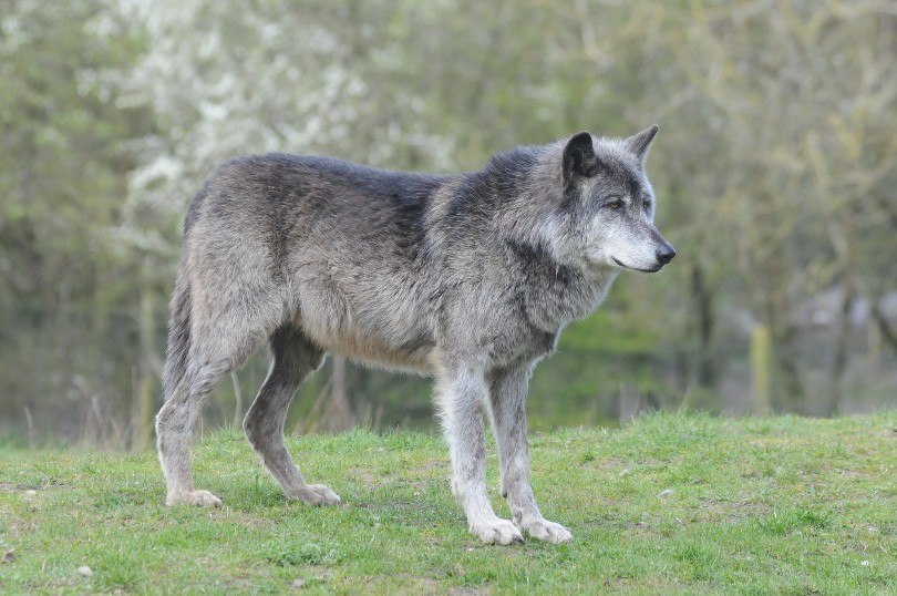 Bernard's Wolf Size Comparison - WALLPAPERIN
