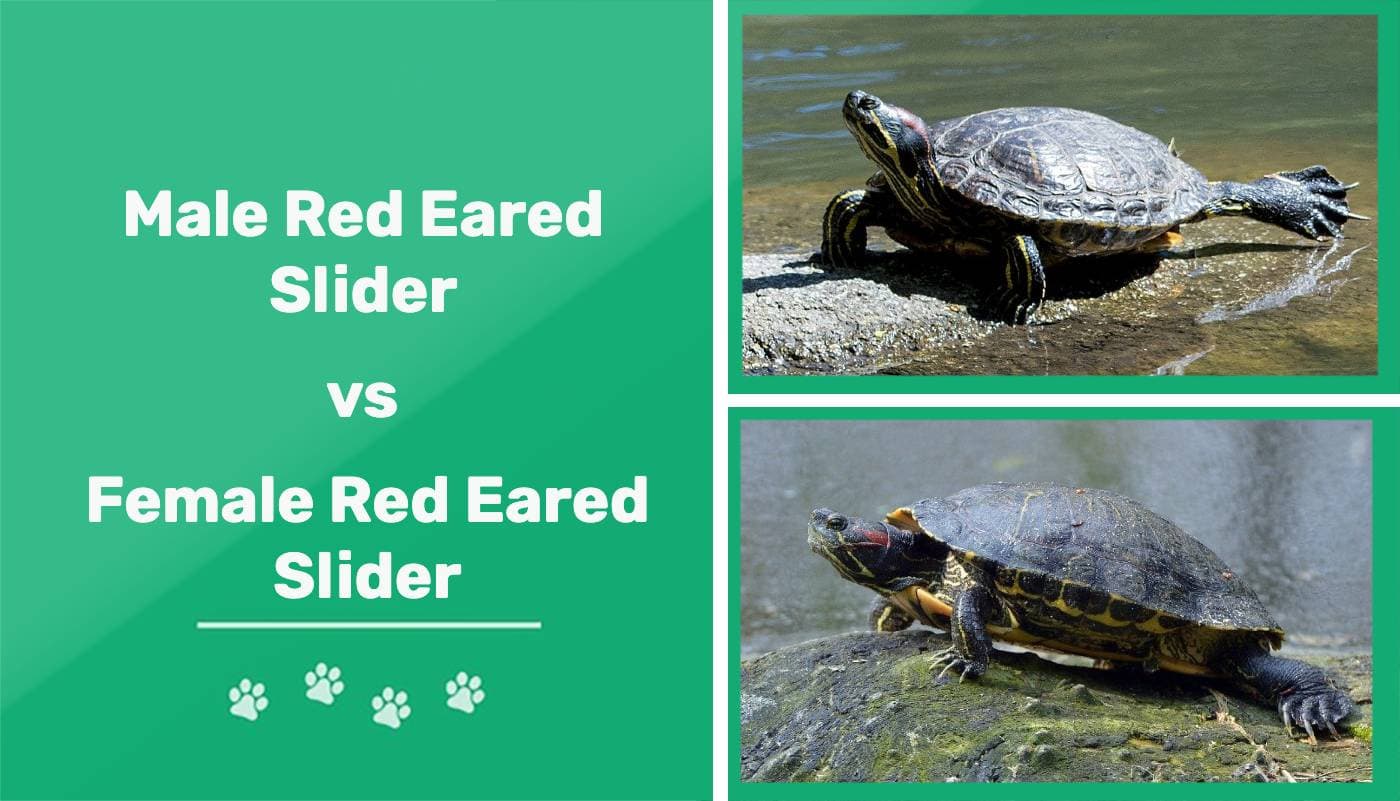 How to Tell Male and Female Red Eared Slider Turtles?