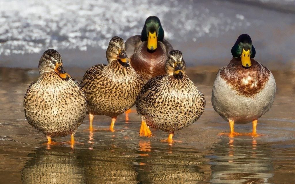 8-small-duck-breeds-to-own-with-pictures-pet-keen