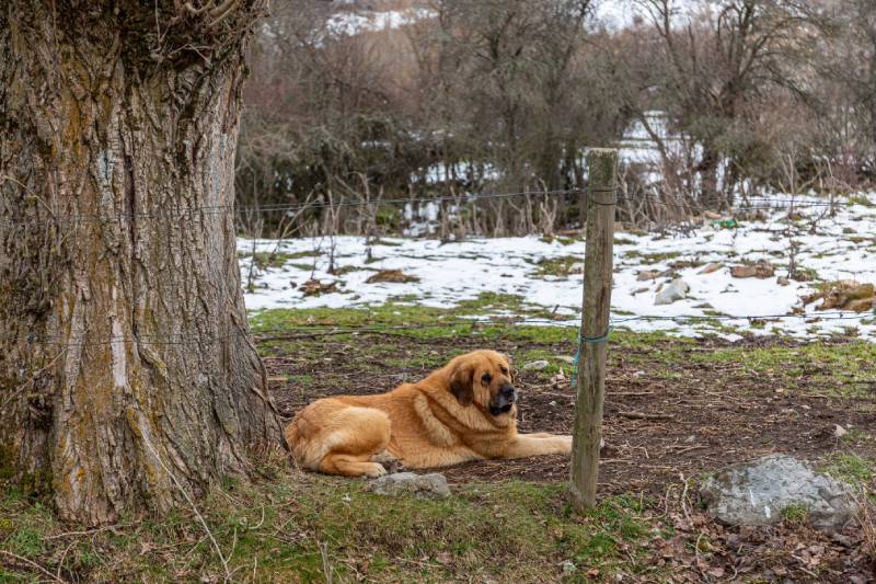 Mastiff breed dog lying in the meadow next to the trunk of a tree in winter