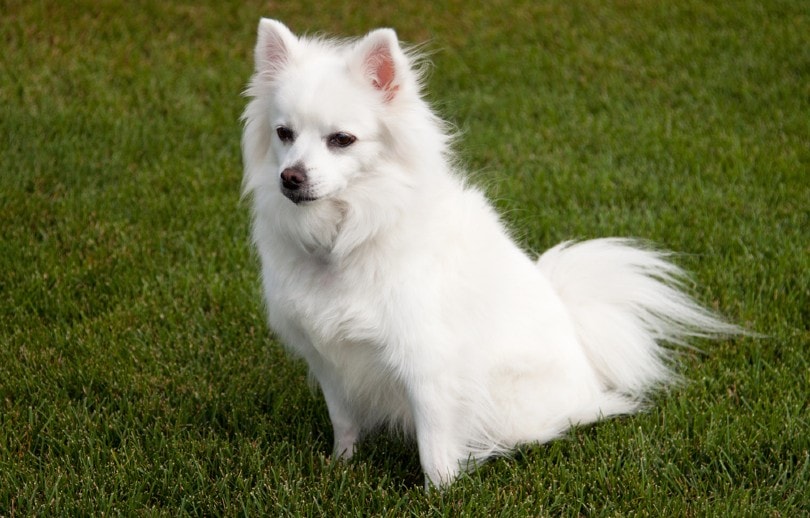 Miniature American Eskimo Dog: Pictures, Guide, Info, Care & More! | Pet  Keen