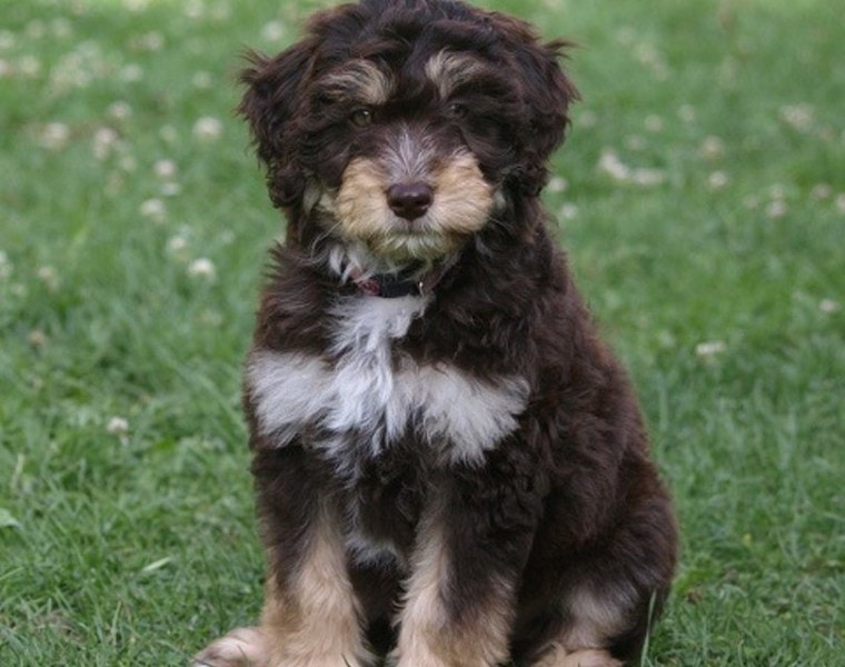 Miniature Aussiedoodle Dog Breed: Pictures Guide, Info, Care & More! | Pet  Keen