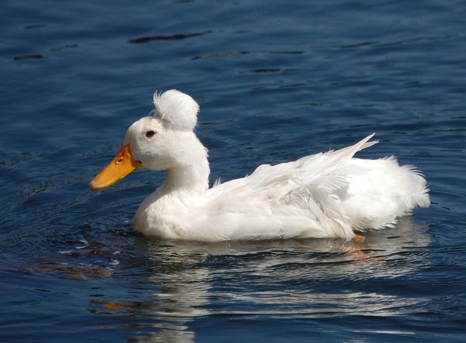 8-small-duck-breeds-to-own-with-pictures-pet-keen