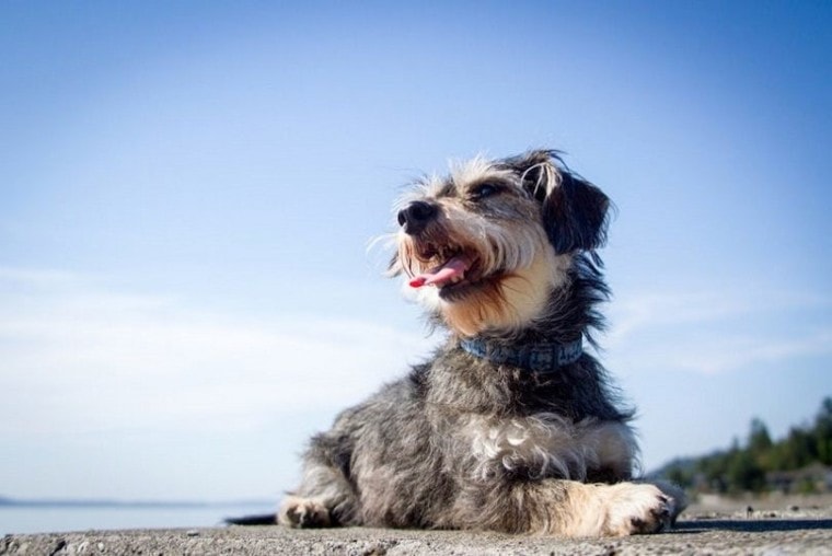 Miniboz-mixed-dog-breed_Raindog Photography, Shutterstock
