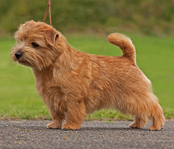 Norfolk Terrier Smallest Working Terrier Pet Keen
