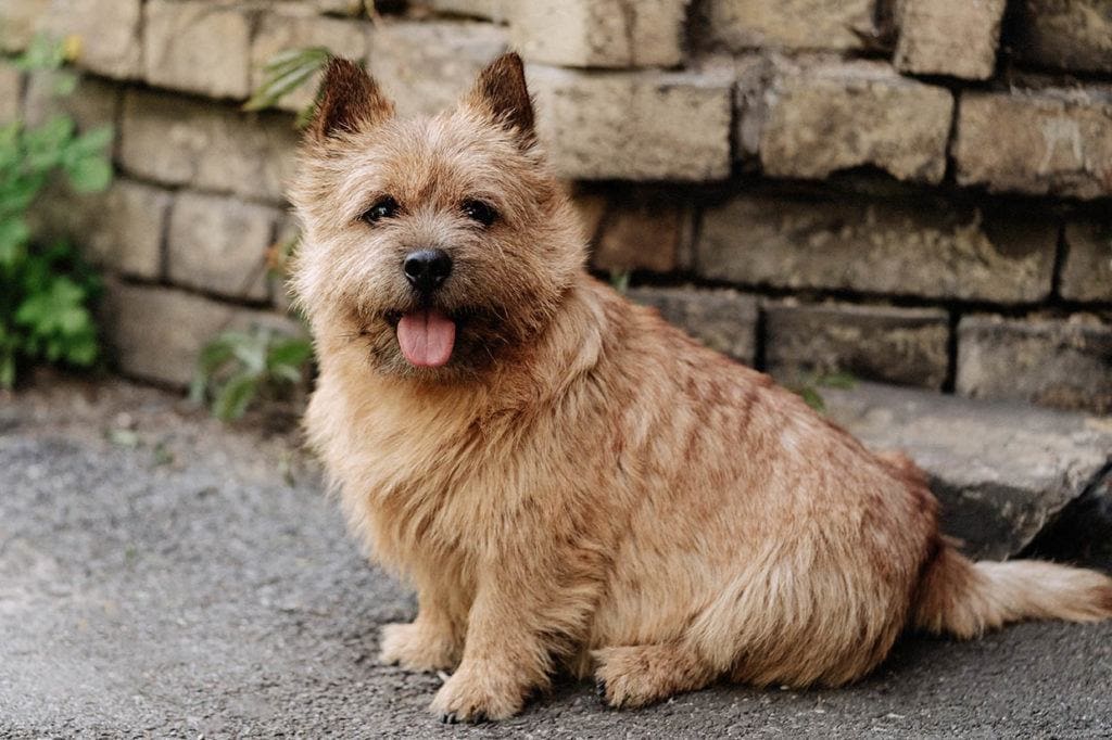 Norwich Terrier Oksana.Bondar Shutterstock 1024x682 