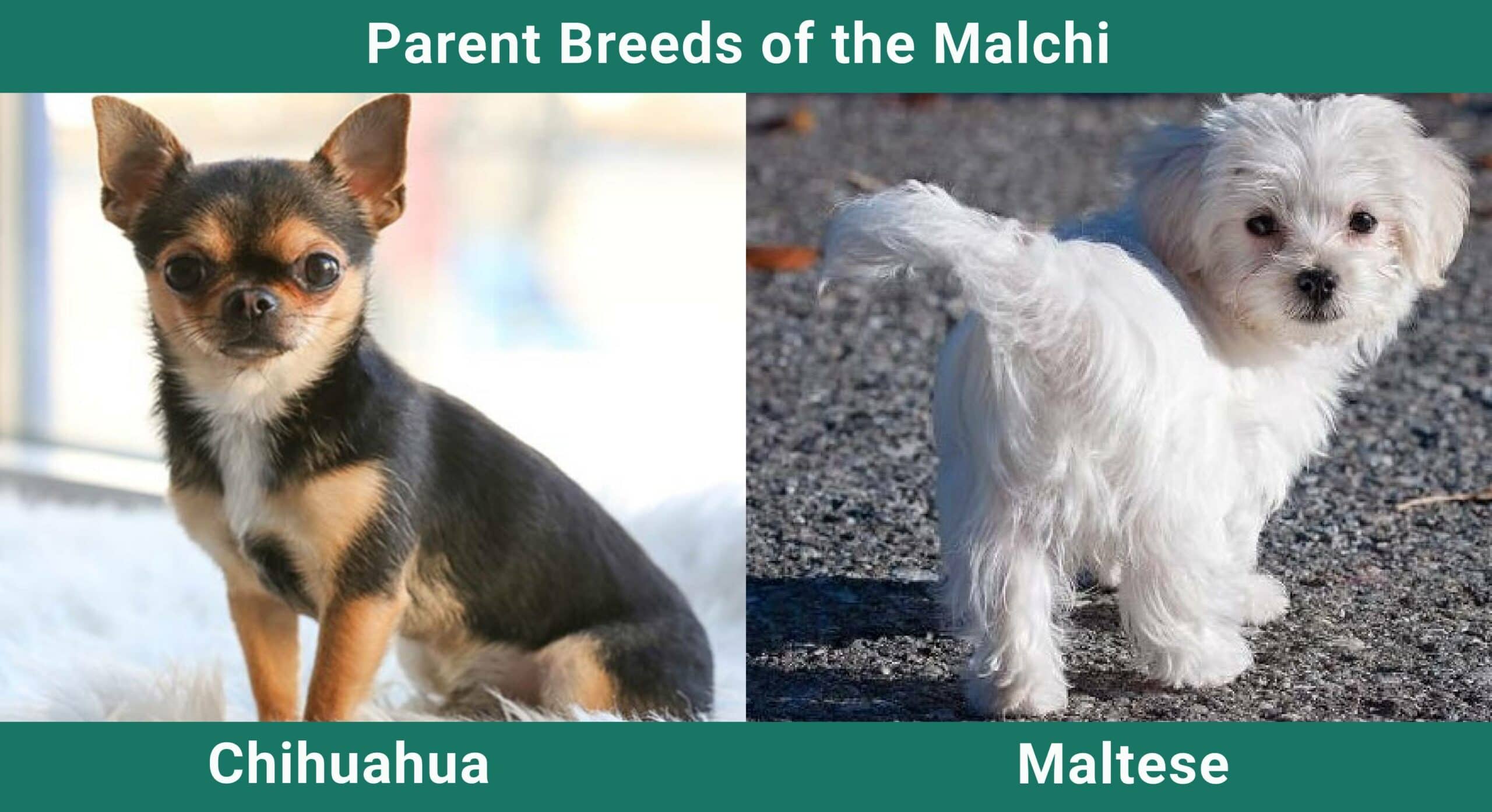 Malchi (Chihuahua & Maltese Mix): Info, Pictures, Care & More!