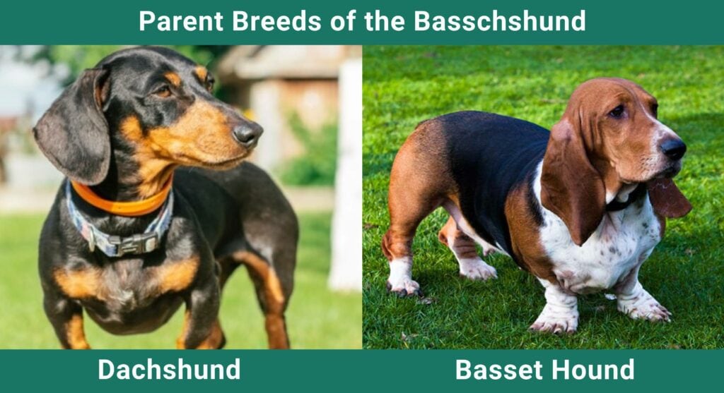 basschshund puppies