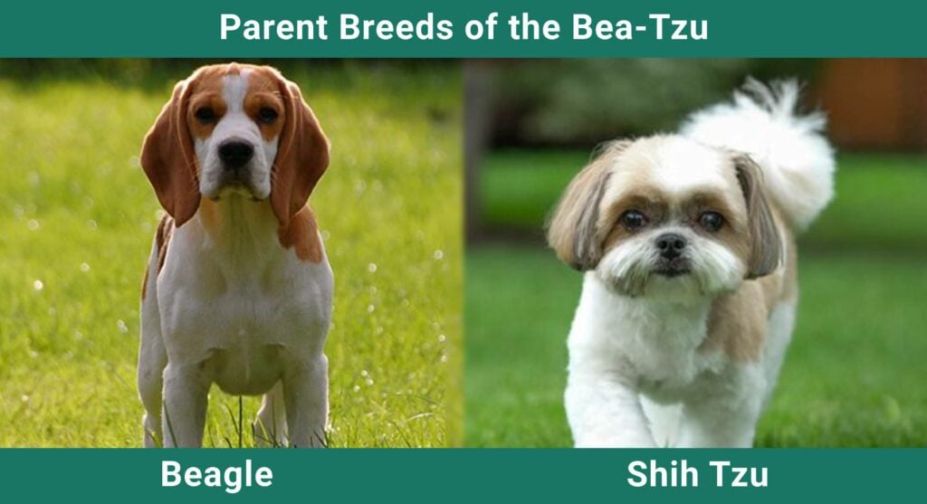 shih tzu beagle mix