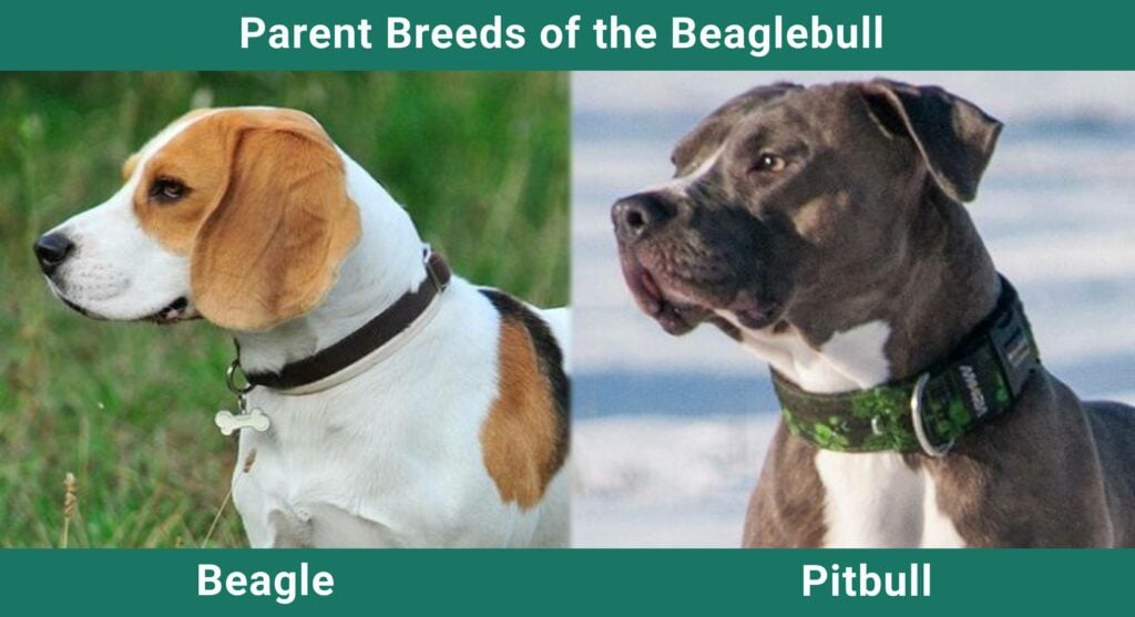 beagle pitbull mix puppy