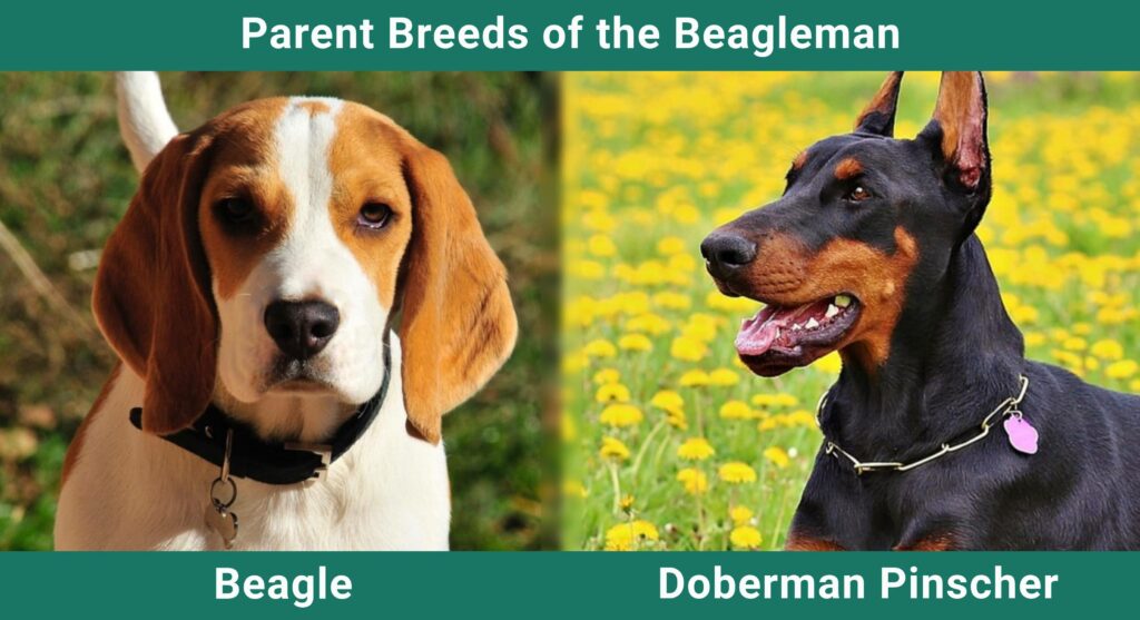 doberman beagle mix