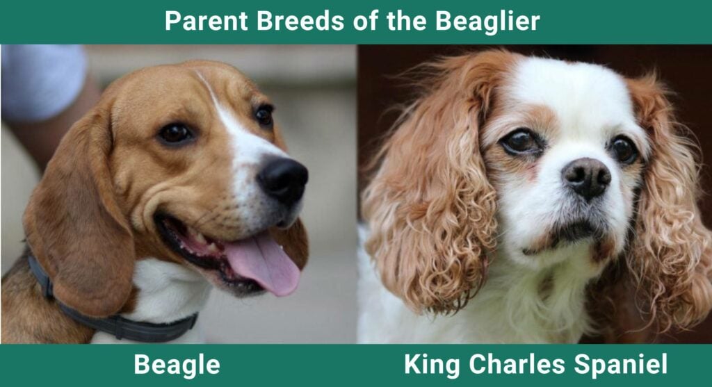 Beaglier (Beagle & King Charles Mix): Pictures, Info, Care Guide & More! | Pet Keen