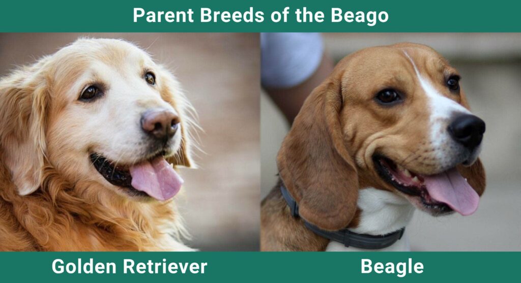 (Beagle & Golden Retriever Mix): Info, Care & More! | Pet Keen
