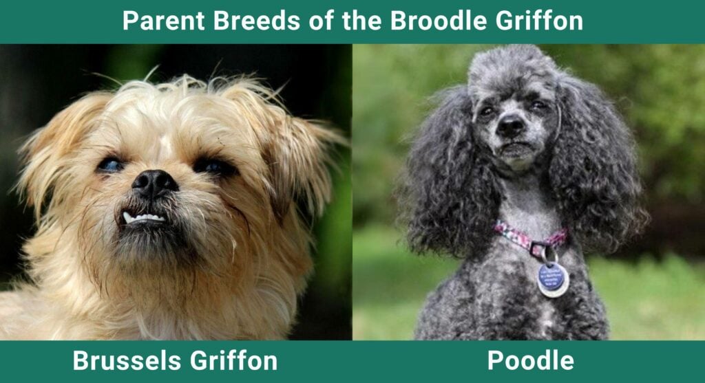 Broodle Griffon (Brussels Griffon & Poodle Mix): Pictures, Info, Care ...