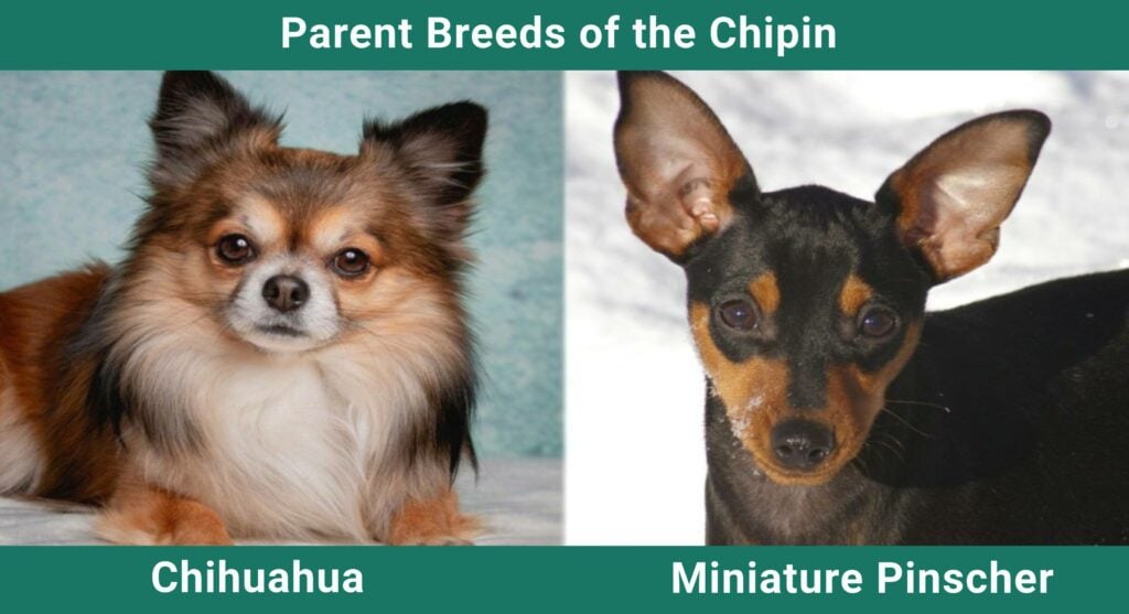 Minpin + Chihuahua = PinChi : r/minpin