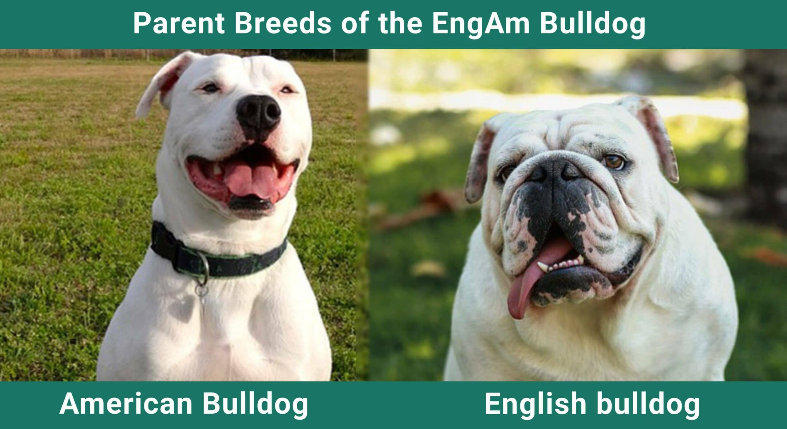 Jeg vil have thespian oversvømmelse EngAm Bulldog Dog Breed: Pictures, Guide, Info, & Care Guide! | Pet Keen