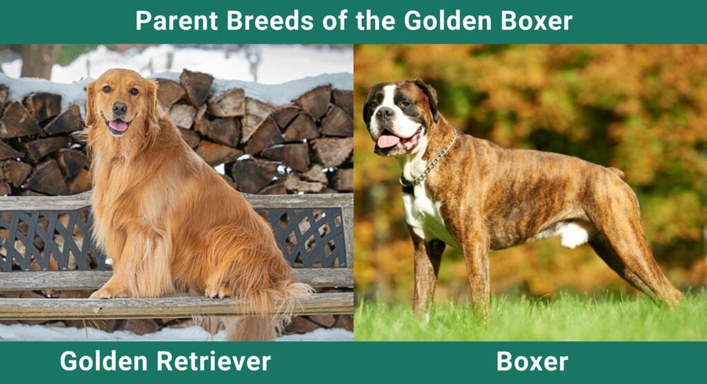 Hunde: Deutsche Dogge, Boxer, Golden Retriever