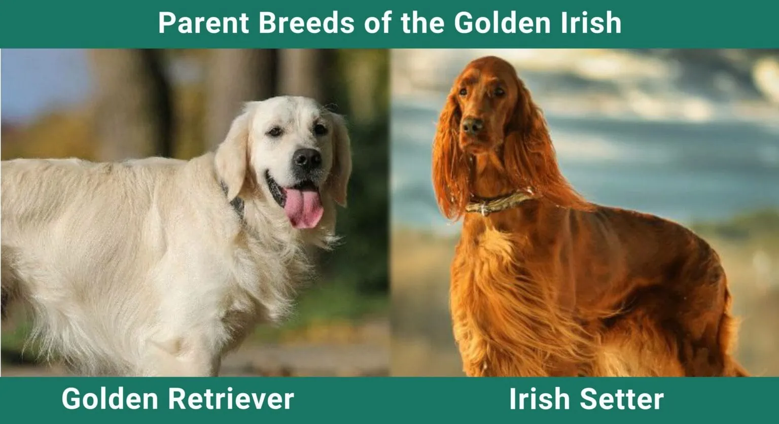 Parent_breeds_Golden-Irish-1536x836.webp