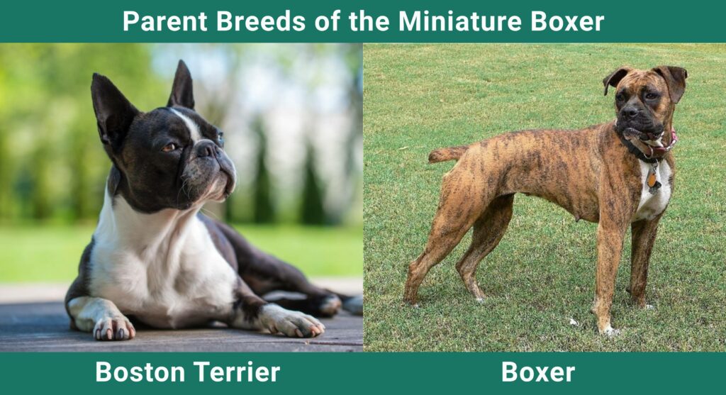 Miniature Boxer (Boston Terrier & Boxer Mix): Info, Pictures, Care & More!  – Dogster