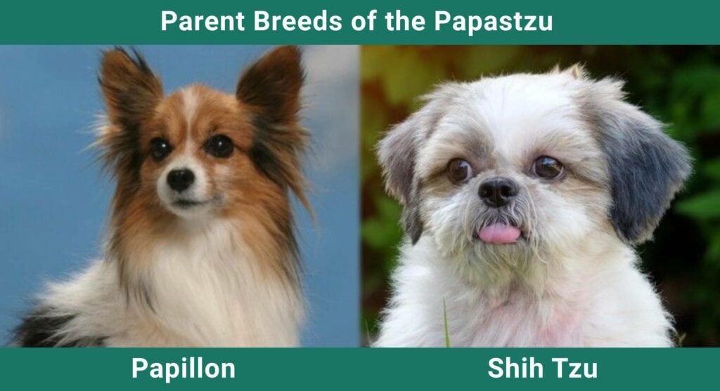 Afsnit Fascinate med sig Papastzu (Papillon & Shih Tzu Mix): Info, Pictures, Care & More! | Pet Keen