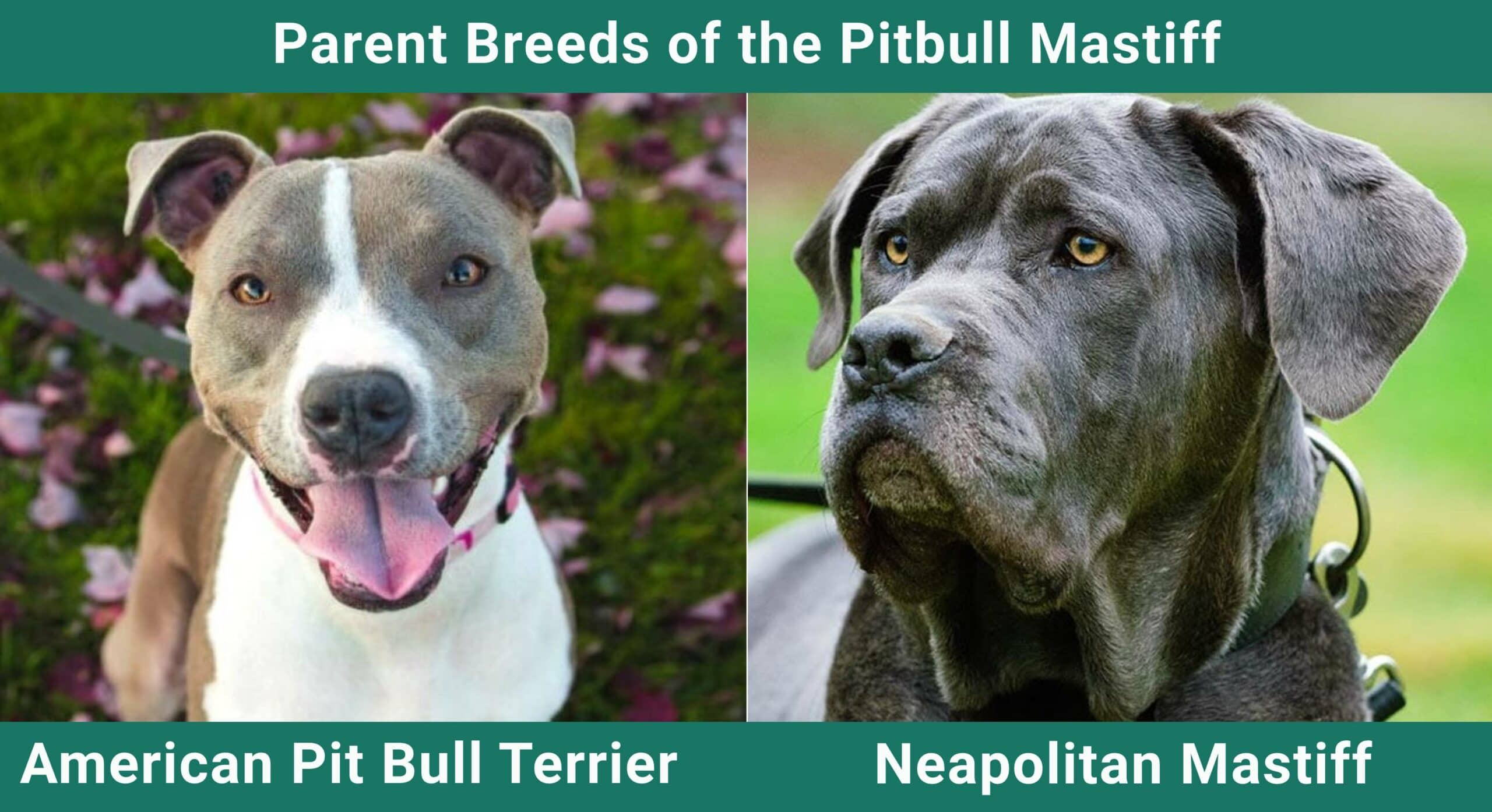 what are the health issues of a pitbull mastiff mix