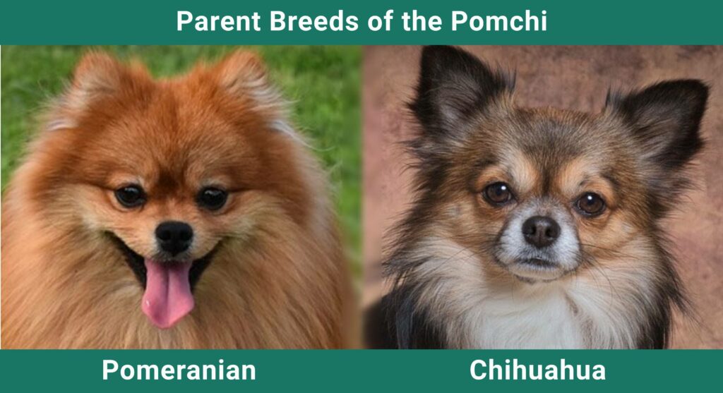 Parent_breeds_Pomchi