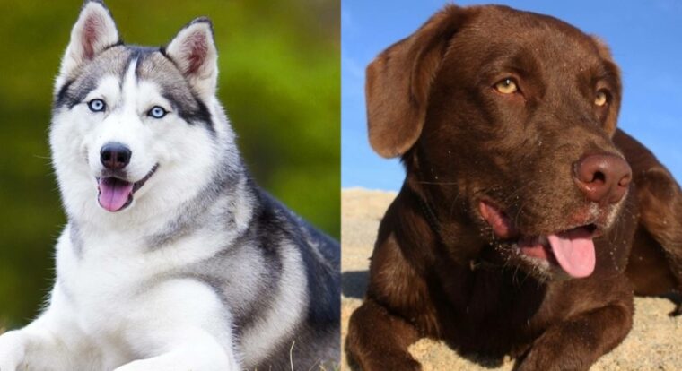 Parent_breeds_Siberian-Husky-and-Labrador-Retriever