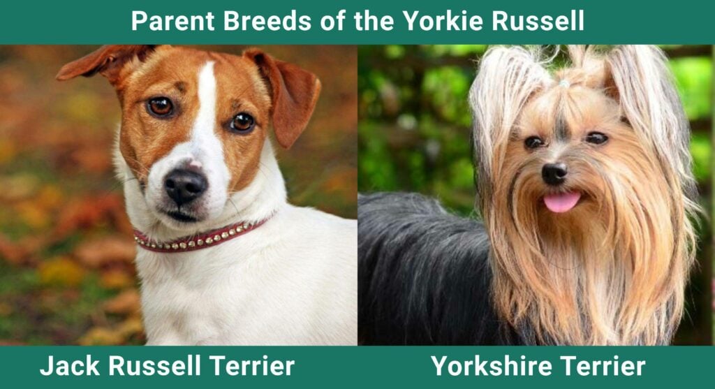 Yorkie Russell Dog Breed Guide: Info, Pictures, Care & More! | Pet Keen