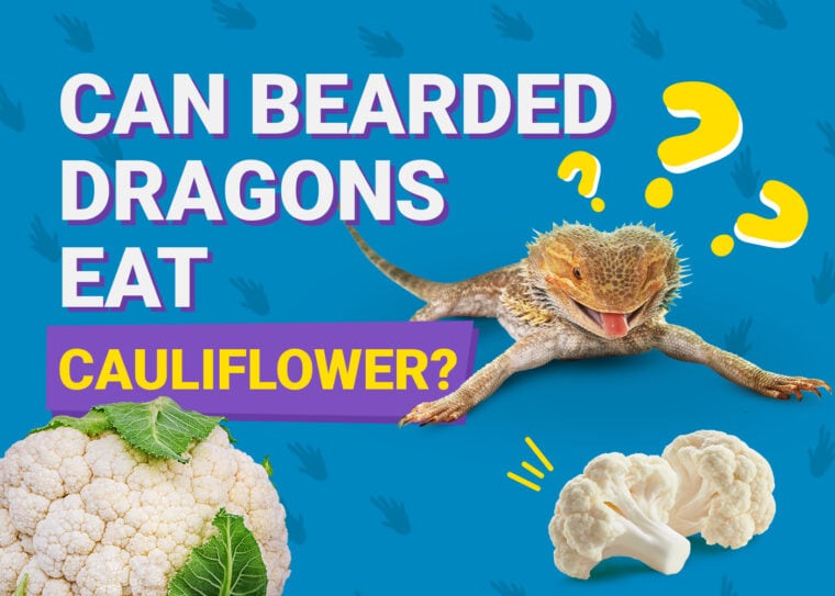 PetKeen_Can Bearded Dragons Eat_cauliflower