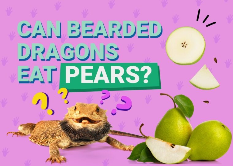 PetKeen_Can Bearded Dragons Eat_pears (1)