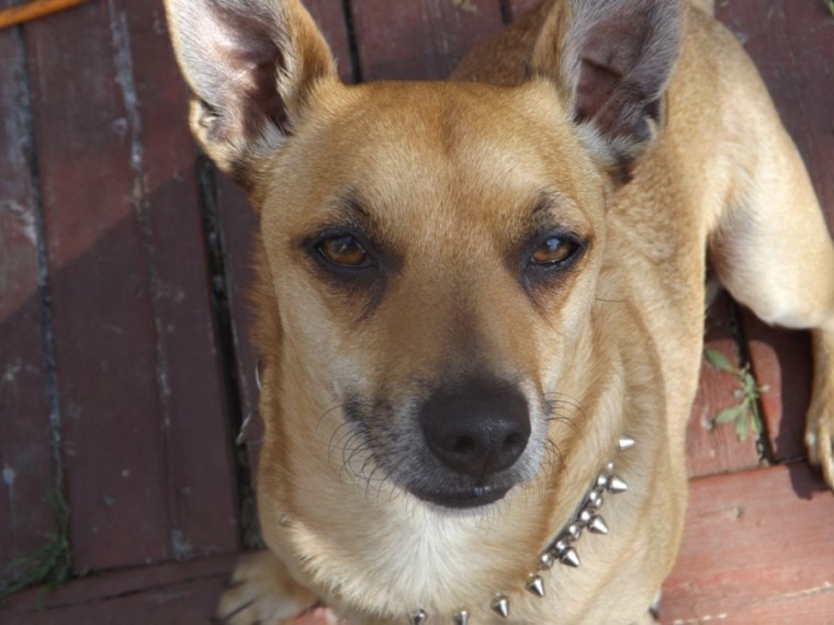Pit-bull Chihuahua Mixed Breed Dog