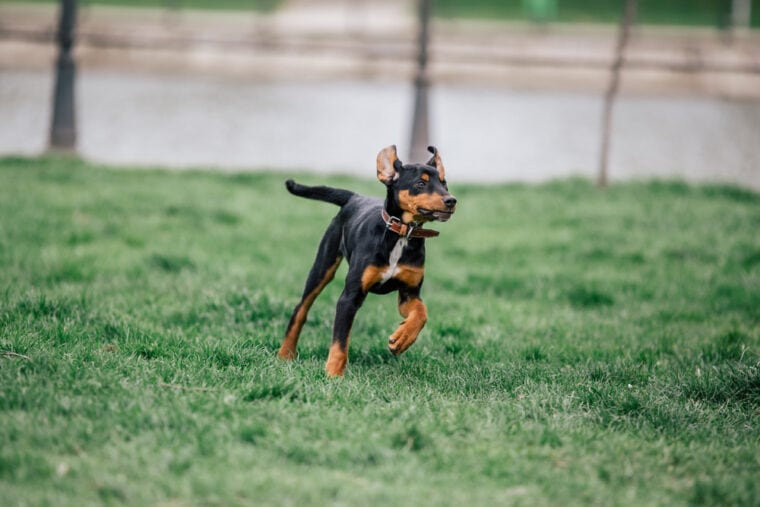 Cachorro de pura raza Transylvanian Hound corriendo en un dogpark
