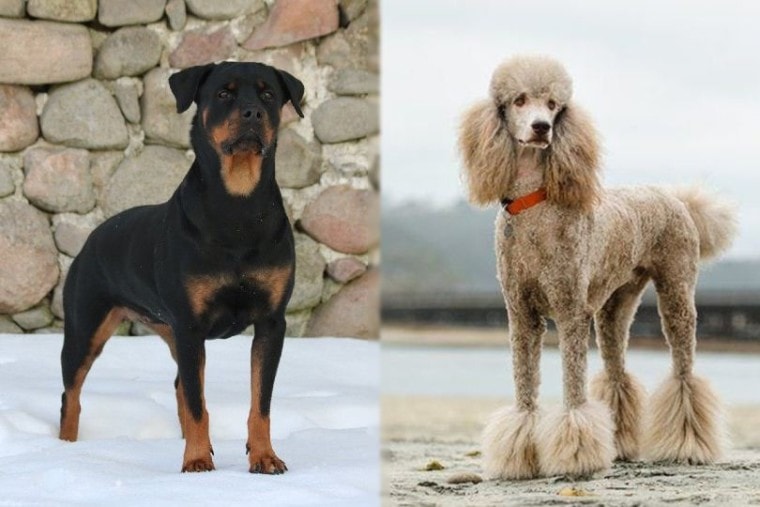 Rottweiler and Poodle