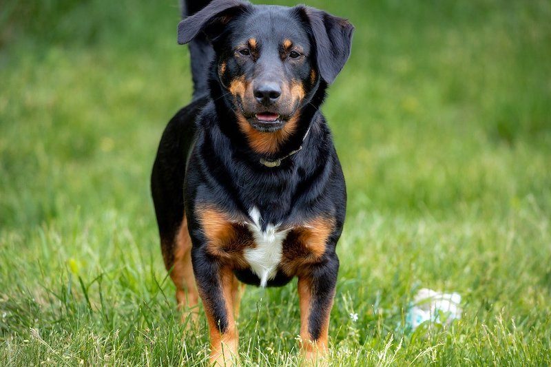 14 Rottweiler Mixes (With Pictures) - Rottweiler MixeD BreeD Dog On Grass