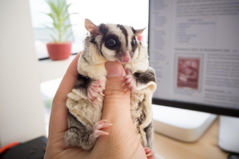 10 Fascinating and Fun Sugar Glider Facts You Never Knew | Pet Keen
