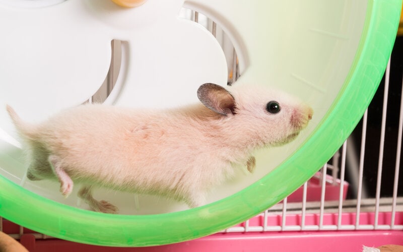 Syrian hamster in green hamster wheel