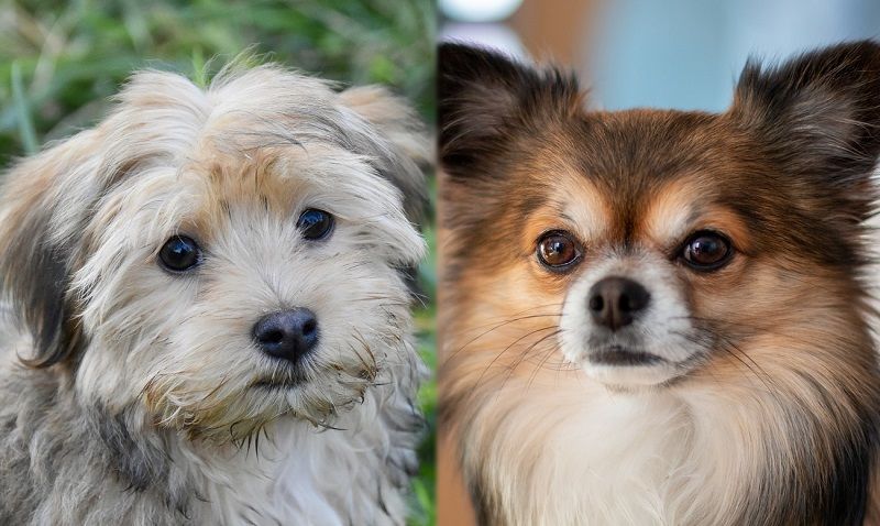 (Chihuahua & Havanese Mix): Pictures, Guide, Info, Care & More! | Keen