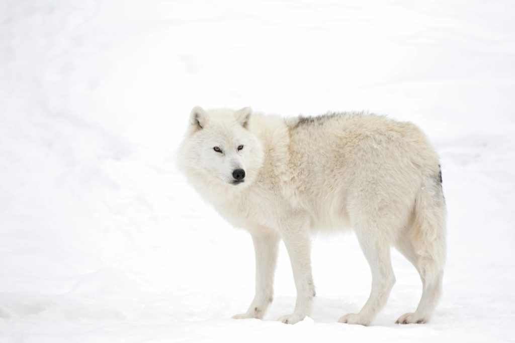 6 Largest Wolves in the World (with Pictures) | Pet Keen