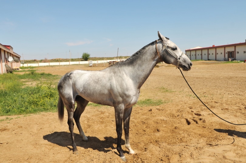 Turkmen horse tied to a leash